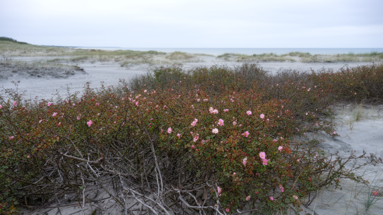 Ageing invasive rose thickets cannot undo damage to Baltic grey dunes