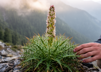 Ancient Spiky Plant Lineage Yields a Striking New Species Hidden in Asian Mountains