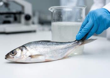 Dead Fish Shed Far More Intact Cells Than Live Ones, Reshaping eDNA Science