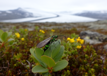 Greenland’s sawfly fauna: nine species, many with human help