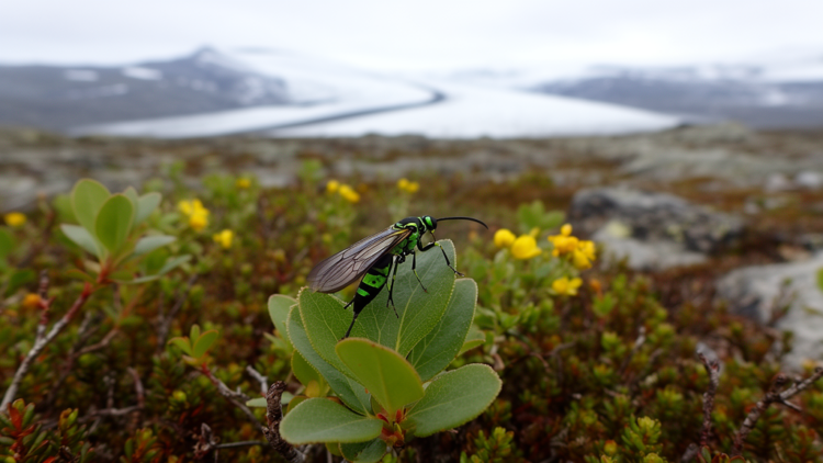 Greenland’s sawfly fauna: nine species, many with human help