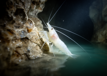 Ghostly Cave Shrimp from Sulphidic Iranian Waters Is First of Its Kind in the Middle East