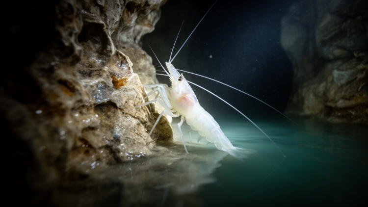 Ghostly Cave Shrimp from Sulphidic Iranian Waters Is First of Its Kind in the Middle East