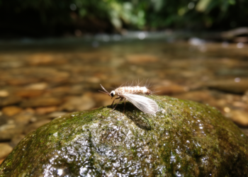 Nine Tiny New Caddisfly Species Discovered in Panama’s Streams and Islands