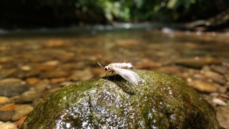 Nine Tiny New Caddisfly Species Discovered in Panama’s Streams and Islands