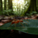 Second species of enigmatic ant genus Ishakidris discovered in Malaysia after four decades