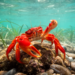 Red Sea swimming crab spreads fast in Sicilian waters, early signs of invasion