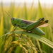 To Fly or to Jump: How Japanese Rice Grasshoppers Decide Their Escape Move
