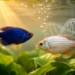Gourami cousins rewrite the rules of chromosome evolution