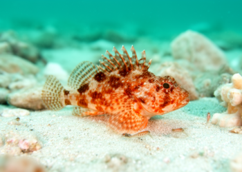 Japanese spiny dragonet turns up 5200 km west of its known range off southern India