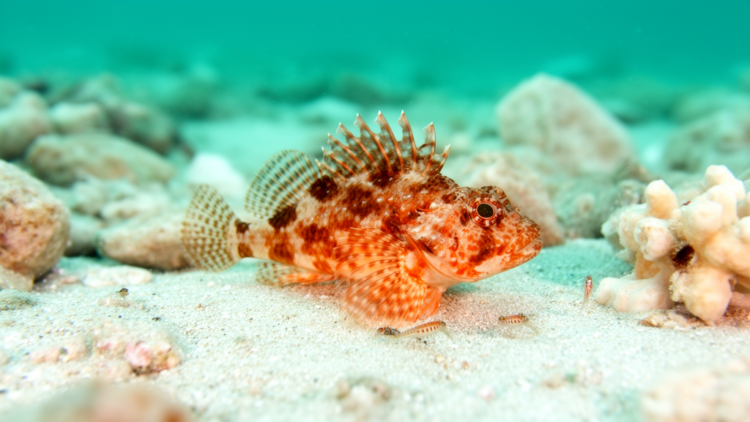 Japanese spiny dragonet turns up 5200 km west of its known range off southern India