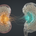 METTL1/NSUN1 axis drives malignant progression in kidney renal clear cell carcinoma