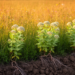 Invisible invasion fronts: Common milkweed redraws native grassland boundaries before it arrives