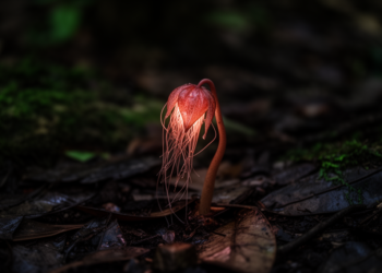 Devil-like new plant species Thismia daemona discovered in Thailand