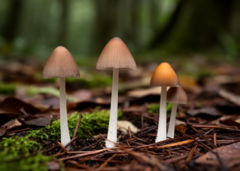Three New Pholiotina Mushroom Species Discovered in China