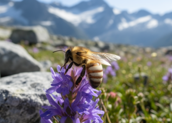 New bee species with spectacular 2000 km disjunction discovered in French Alps
