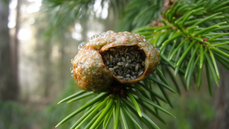 Spruce Galls May Explain Why Aphids Abandoned Sex for Millions of Years