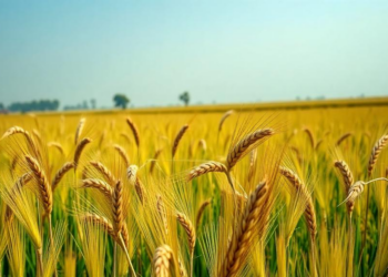 Tiny Boron Doses Supercharge Wheat Yields in Nepal’s Nitrogen-Hungry Fields
