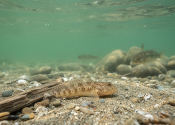Caspian Sea’s Hidden Gobies Reveal Growth Secrets in First-Ever Study