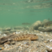 Caspian Sea’s Hidden Gobies Reveal Growth Secrets in First-Ever Study