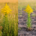 Two Goldenrod Invaders, Two Different Ways to Rewire a Grassland