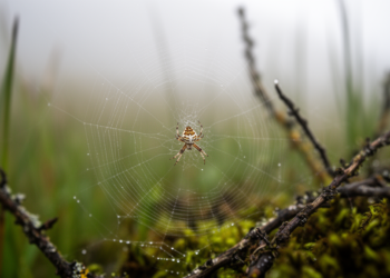 Two new spider species discovered in Tibet reshape a tiny orb-weaver genus