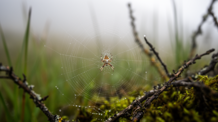 Two new spider species discovered in Tibet reshape a tiny orb-weaver genus