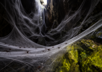 Massive cave spider colony of 111,000 webs thrives on sulfur bacteria