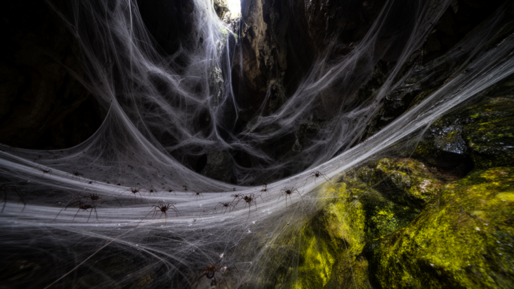 Massive cave spider colony of 111,000 webs thrives on sulfur bacteria