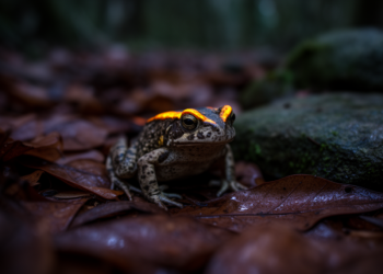 Golden-Crested Toad Hiding in Plain Sight: New Species Revealed by DNA, Calls and Skulls