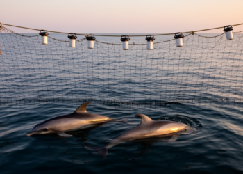 Pingers cut endangered Black Sea porpoise bycatch by 74 percent in Bulgarian trials