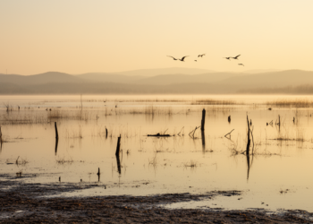 Migratory birds vanish from Beijing’s largest reservoir as water levels soar