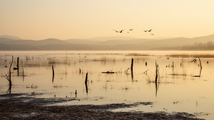 Migratory birds vanish from Beijing’s largest reservoir as water levels soar