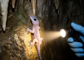 New Cave Gecko Species Discovered in China’s Guilin Karst