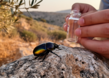 Ghost Beetle Rediscovered in Tunisia After Six Decades of Obscurity