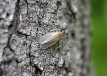Barklouse species recorded for the first time in the Caucasus