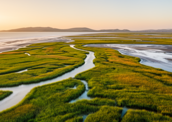 River and coastal wetlands emerge as powerful carbon sinks in Germany and Scotland