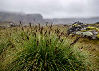 Hidden Sedges of the Subantarctic: Statistics Just Revealed Nine Species Where Maps Showed Two
