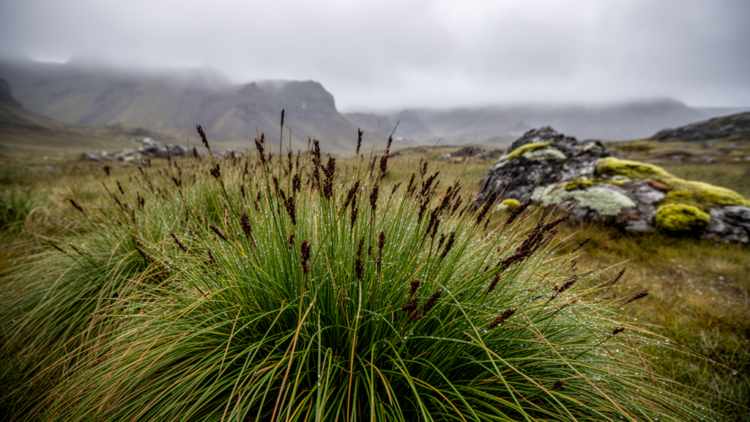 Hidden Sedges of the Subantarctic: Statistics Just Revealed Nine Species Where Maps Showed Two