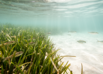 Seagrass and bare sand each shelter their own fish communities in a Japanese estuary