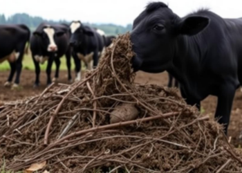 Cattle Manure Power Plant Cuts Emissions but Fails the Money Test