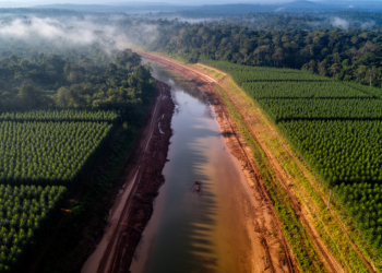 Industrial tree plantations creep into a Philippine forest reserve’s riverbanks