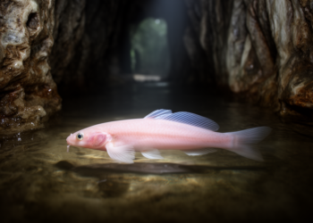 New Cave-Dwelling Loach Species Unearthed in Guizhou, China