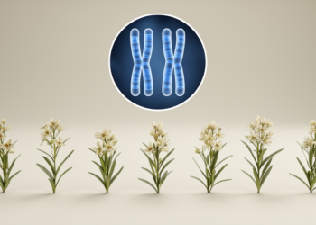 Italian Thrift Plants Reveal a Remarkably Stable Chromosome Blueprint Across Seven Endemic Species