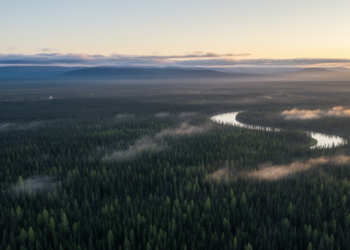 Siberian Taiga Forest Naming Dispute Resolved Under Phytosociological Rules