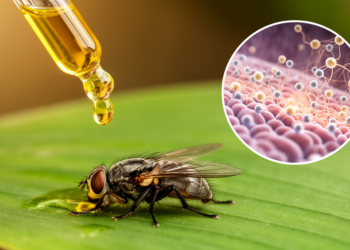Plant Oils That Disable Insect Nervous Systems Emerge as Natural Insecticide Candidates