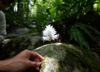 New Snowflower Species Discovered on Hainan Island’s Forested Rocks