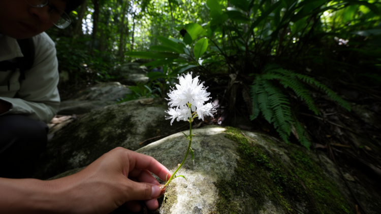 New Snowflower Species Discovered on Hainan Island’s Forested Rocks