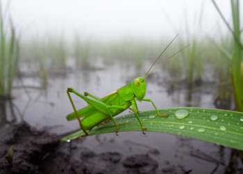 New Green Grasshopper Species Emerges From Cameroon’s Swamps in Landmark Review of African Genus Digentia