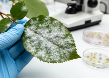 Rose powdery mildew mystery solved: one name hid five species